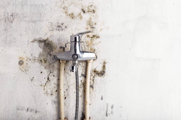 Best Black Mold Removal  in Spring, TX