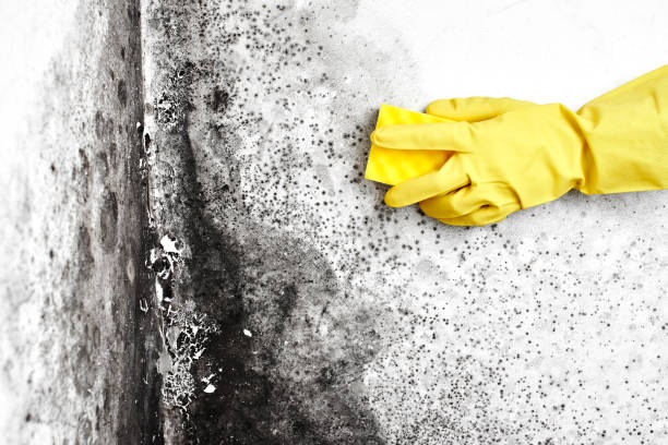 Best Best Mold Removal Companies  in Spring, TX