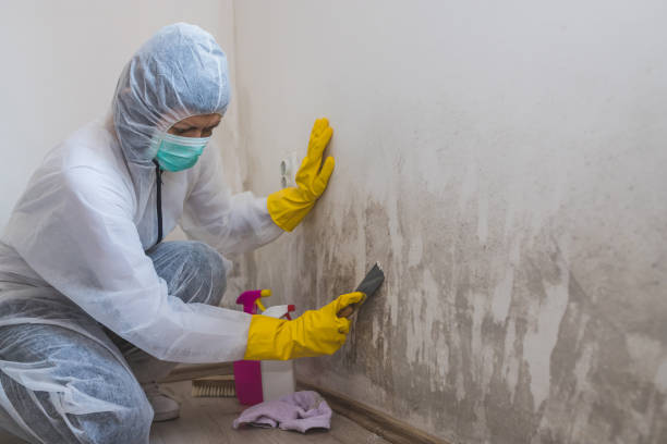 Best Mold Testing and Removal  in Spring, TX