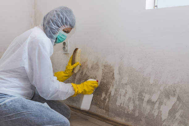 Best Commercial Mold Removal  in Spring, TX