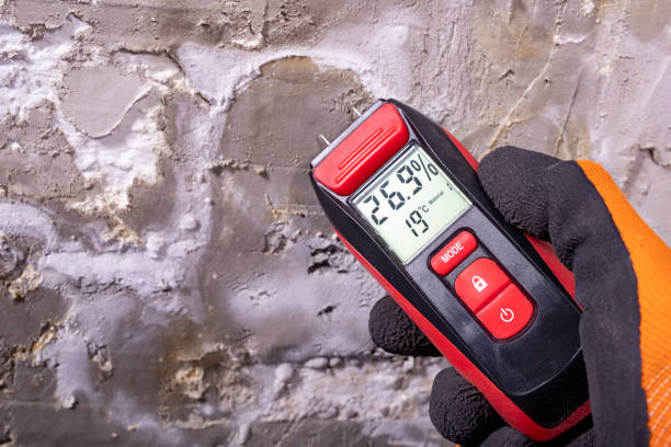 Best Mold Inspection  in Spring, TX