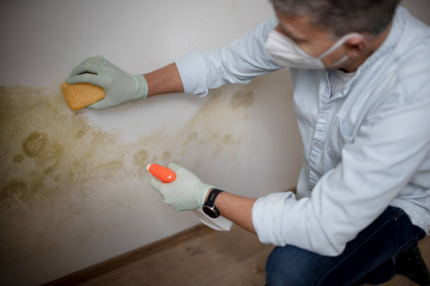 Best Mold Remediation  in Spring, TX