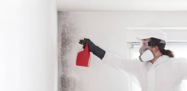 Best Best Mold Removal Companies  in Spring, TX