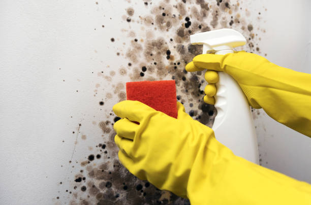 Best Same-Day Mold Removal  in Spring, TX