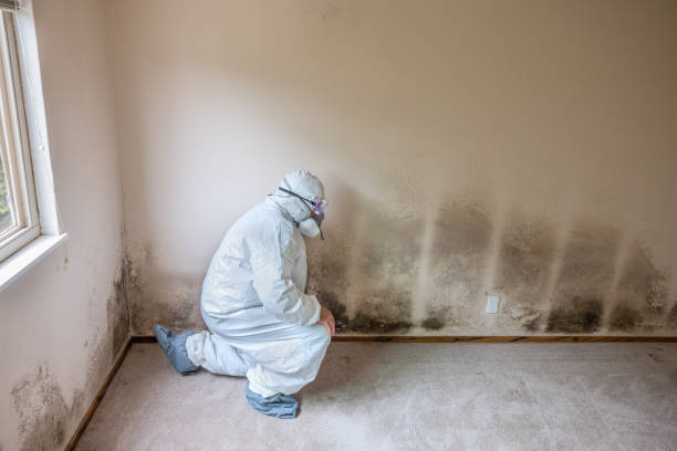 Best Mold Damage Repair  in Spring, TX