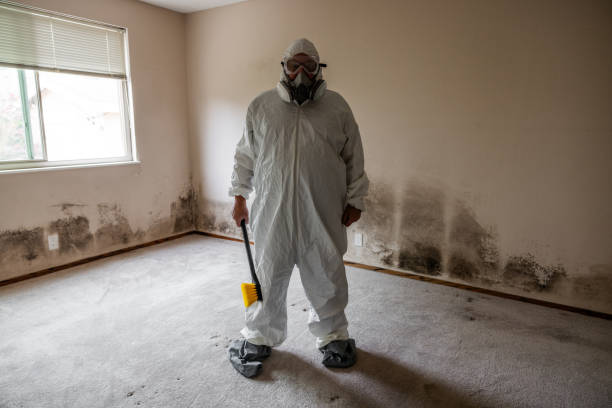 Best Black Mold Removal  in Spring, TX