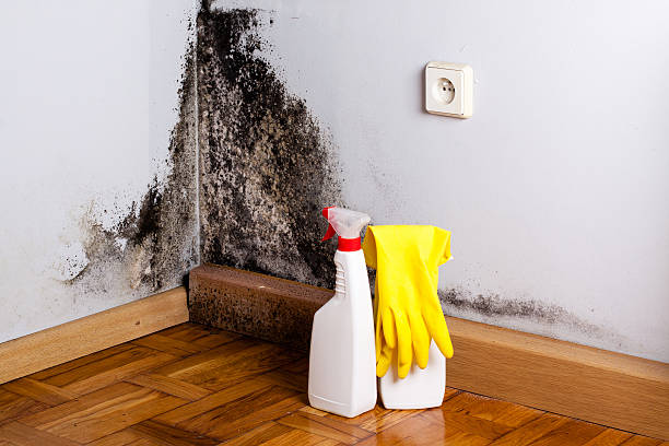 Best Fast Mold Removal  in Spring, TX