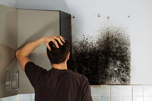 Professional Mold Removal in Spring, TX