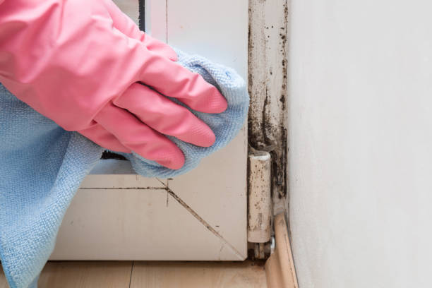 Best Mold Testing  in Spring, TX