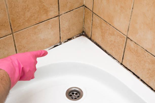 Best Emergency Mold Removal  in Spring, TX